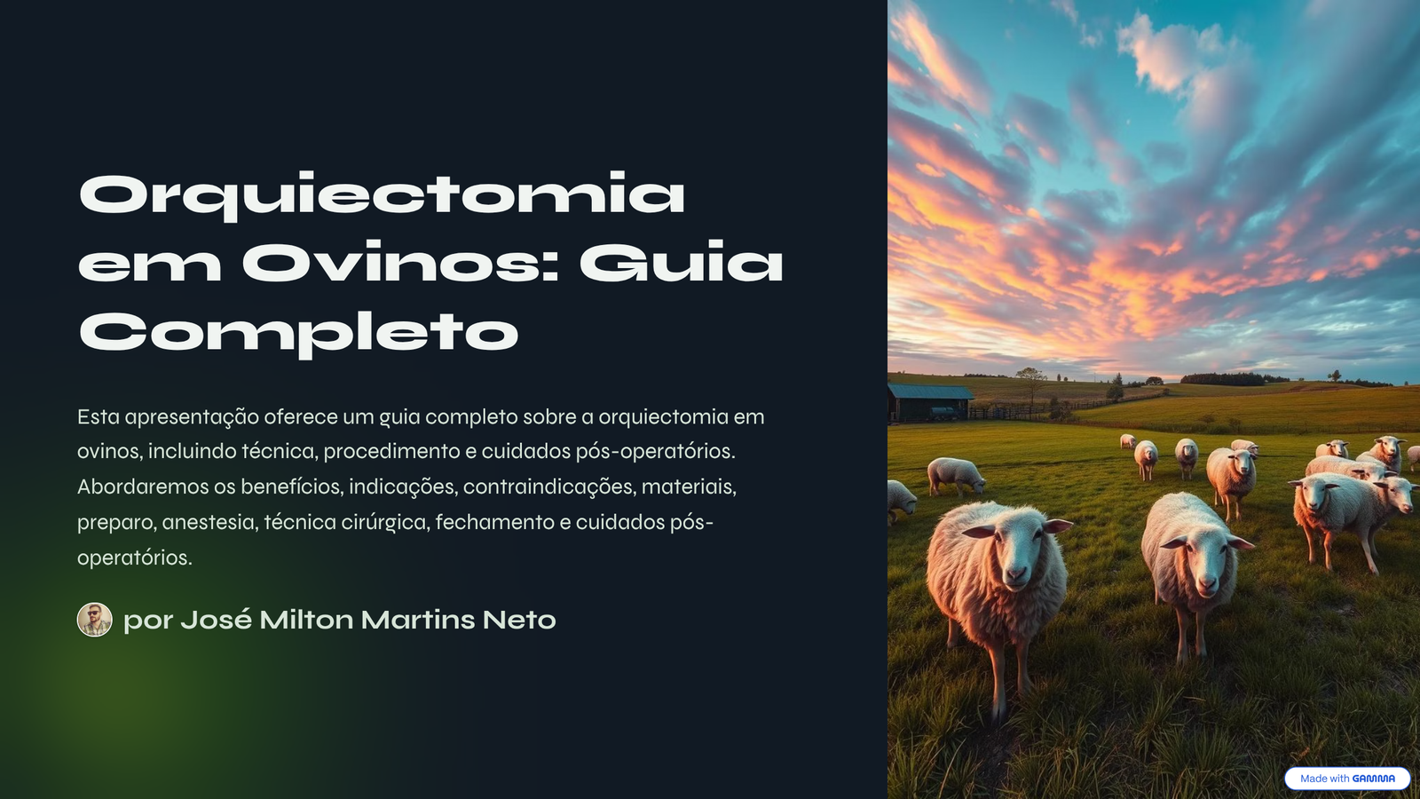 Orquiectomia em Ovinos