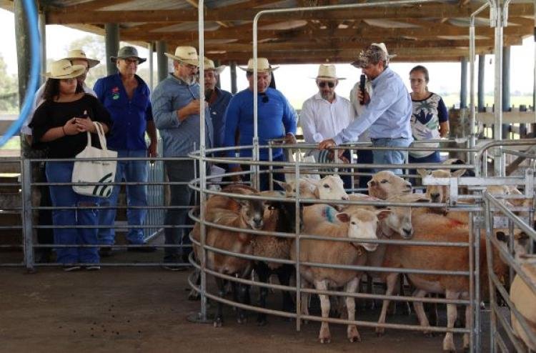 Foto do curso Orquiectomia em Ovinos