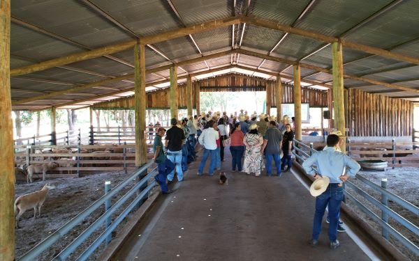 Foto do curso Orquiectomia em Ovinos